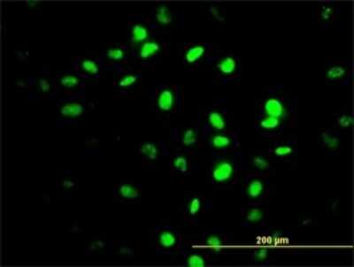 Immunocytochemistry/ Immunofluorescence: ZNF24 Antibody (4C2) [H00007572-M03]