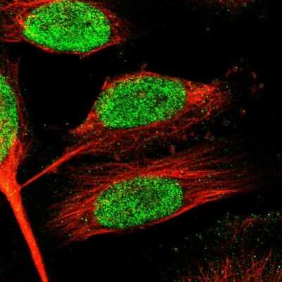 Immunocytochemistry/ Immunofluorescence: ZNF24 Antibody [NBP1-82866]