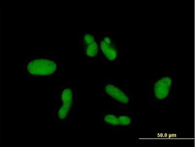 Immunocytochemistry/ Immunofluorescence: ZNF257 Antibody [H00113835-B01P]