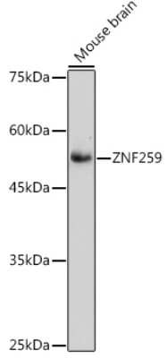 Western Blot: ZNF259 Antibody (10V1A2) [NBP3-15481]