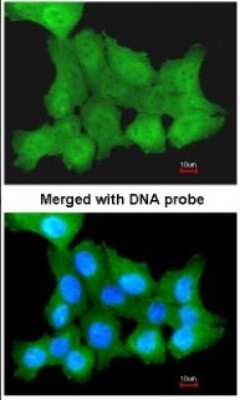 Immunocytochemistry/ Immunofluorescence: ZNF259 Antibody [NBP1-32965]