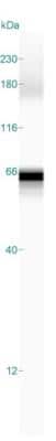 Simple Western: ZNF259 Antibody [NBP2-38172]