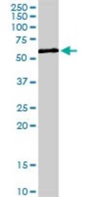 Western Blot: ZNF259 Antibody [H00008882-D01P]