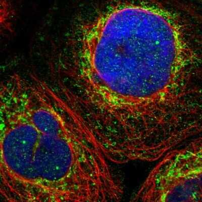 Immunocytochemistry/ Immunofluorescence: ZNF26 Antibody [NBP1-82161]