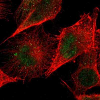 Immunocytochemistry/ Immunofluorescence: ZNF267 Antibody [NBP1-81633]