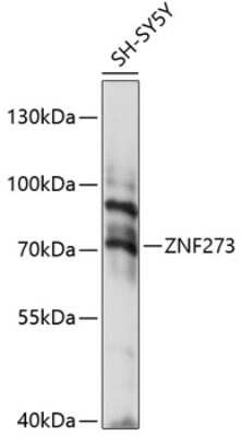 Western Blot: ZNF273 AntibodyAzide and BSA Free [NBP2-93912]