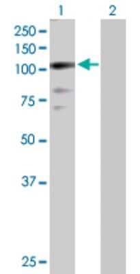 Western Blot: ZNF274 Antibody [H00010782-D01P]