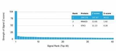 Protein Array: ZNF276 Antibody (PCRP-ZNF276-1A5) [NBP3-13813]