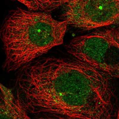 Immunocytochemistry/ Immunofluorescence: ZNF280D Antibody [NBP1-82207]