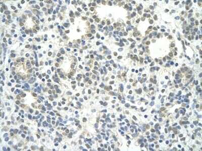 Immunohistochemistry-Paraffin: ZNF280D Antibody [NBP2-86467]