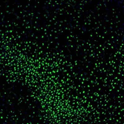 Immunocytochemistry/ Immunofluorescence: ZNF3 Antibody [NBP1-89329]