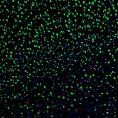 Immunocytochemistry/ Immunofluorescence: ZNF3 Antibody [NBP1-89329]
