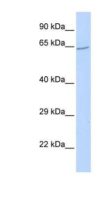Western Blot: ZNF300 Antibody [NBP1-80134]
