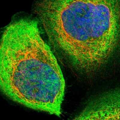 Immunocytochemistry/ Immunofluorescence: ZNF313 Antibody [NBP1-87204]