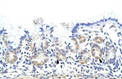 Immunohistochemistry-Paraffin: ZNF322A Antibody [NBP1-80365]