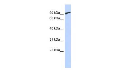 Western Blot: ZNF337 Antibody [NBP2-86479]