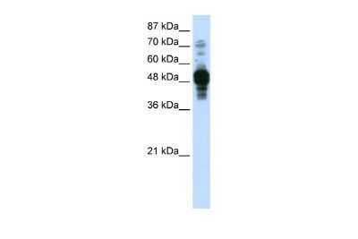 Western Blot: ZNF342 Antibody [NBP2-88673]