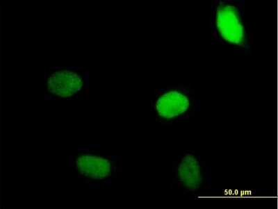 Immunocytochemistry/ Immunofluorescence: ZNF35 Antibody [H00007584-B01P]