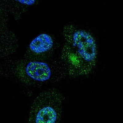 Immunocytochemistry/ Immunofluorescence: ZNF35 Antibody [NBP2-30842]