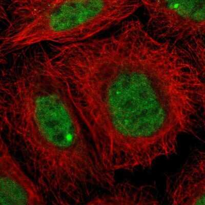 Immunocytochemistry/ Immunofluorescence: ZNF350 Antibody [NBP1-80608]