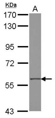 Western Blot: ZNF350 Antibody [NBP2-20998]