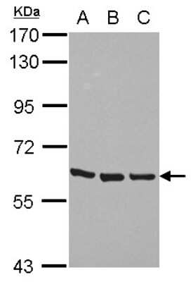 Western Blot: ZNF350 Antibody [NBP2-21000]