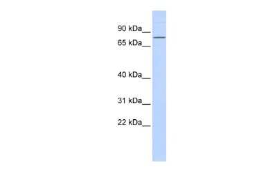 Western Blot: ZNF354A Antibody [NBP2-83853]