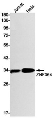 Western Blot: ZNF364 Antibody (S06-1B3) [NBP3-19489]