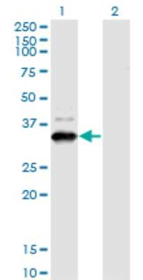Western Blot: ZNF365 Antibody (2E3) [H00022891-M03]