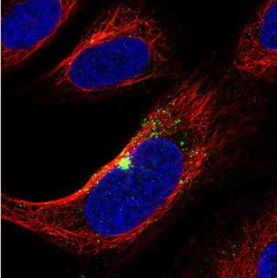 Immunocytochemistry/ Immunofluorescence: ZNF365 Antibody [NBP2-30451]