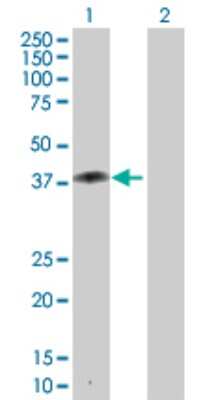 Western Blot: ZNF396 Antibody [H00252884-D01P]