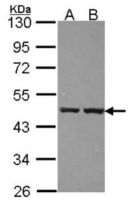 Western Blot: ZNF396 Antibody [NBP2-21004]