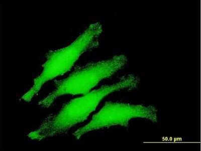 Immunocytochemistry/ Immunofluorescence: ZNF397 Antibody [H00084307-B01P]
