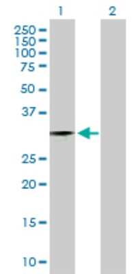 Western Blot: ZNF397 Antibody [H00084307-D01P]