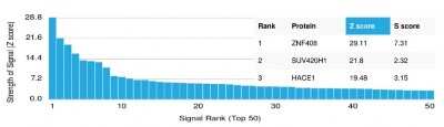 Protein Array: ZNF408 Antibody (PCRP-ZNF408-1E5)Azide and BSA Free [NBP3-08324]