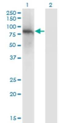 Western Blot: ZNF41 Antibody (4E9) [H00007592-M01]