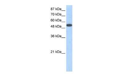 Western Blot: ZNF416 Antibody [NBP2-88689]
