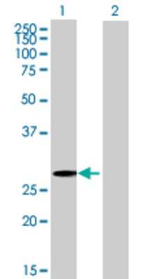 Western Blot: ZNF434 Antibody [H00054925-B01P]