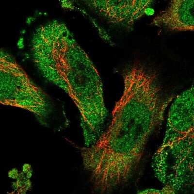 Immunocytochemistry/ Immunofluorescence: ZNF436 Antibody [NBP1-82897]