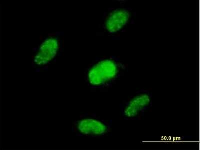Immunocytochemistry/ Immunofluorescence: ZNF446 Antibody [H00055663-B01P]