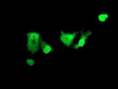 Immunocytochemistry/ Immunofluorescence: ZNF447 Antibody (OTI2H7) - Azide and BSA Free [NBP2-74951]