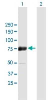 Western Blot: ZNF447 Antibody [H00065982-B01P]