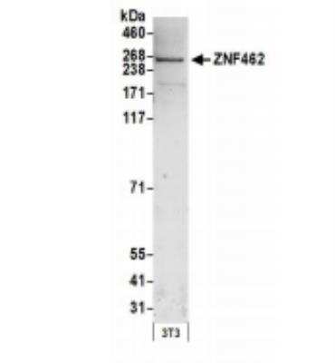 Western Blot: ZNF462 Antibody [NBP1-78192]