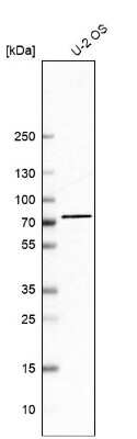Western Blot: ZNF471 Antibody [NBP2-38092]