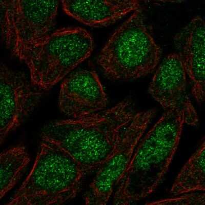 Immunocytochemistry/ Immunofluorescence: ZNF475 Antibody [NBP2-55238]