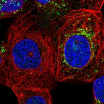 Immunocytochemistry/ Immunofluorescence: ZNF48 Antibody [NBP1-84088]