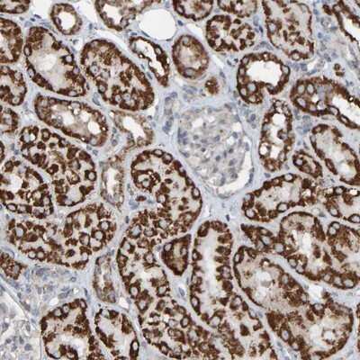 Immunohistochemistry-Paraffin: ZNF48 Antibody [NBP1-84088]