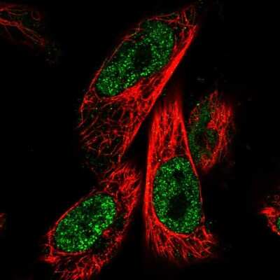 Immunocytochemistry/ Immunofluorescence: ZNF480 Antibody [NBP1-81124]