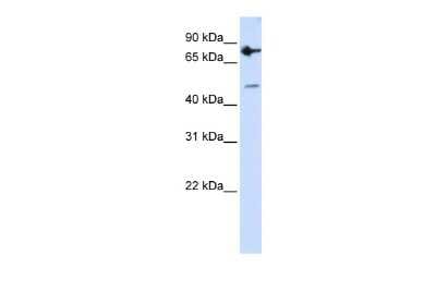 Western Blot: ZNF483 Antibody [NBP2-88601]