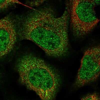 Immunocytochemistry/ Immunofluorescence: ZNF488 Antibody [NBP1-82006]